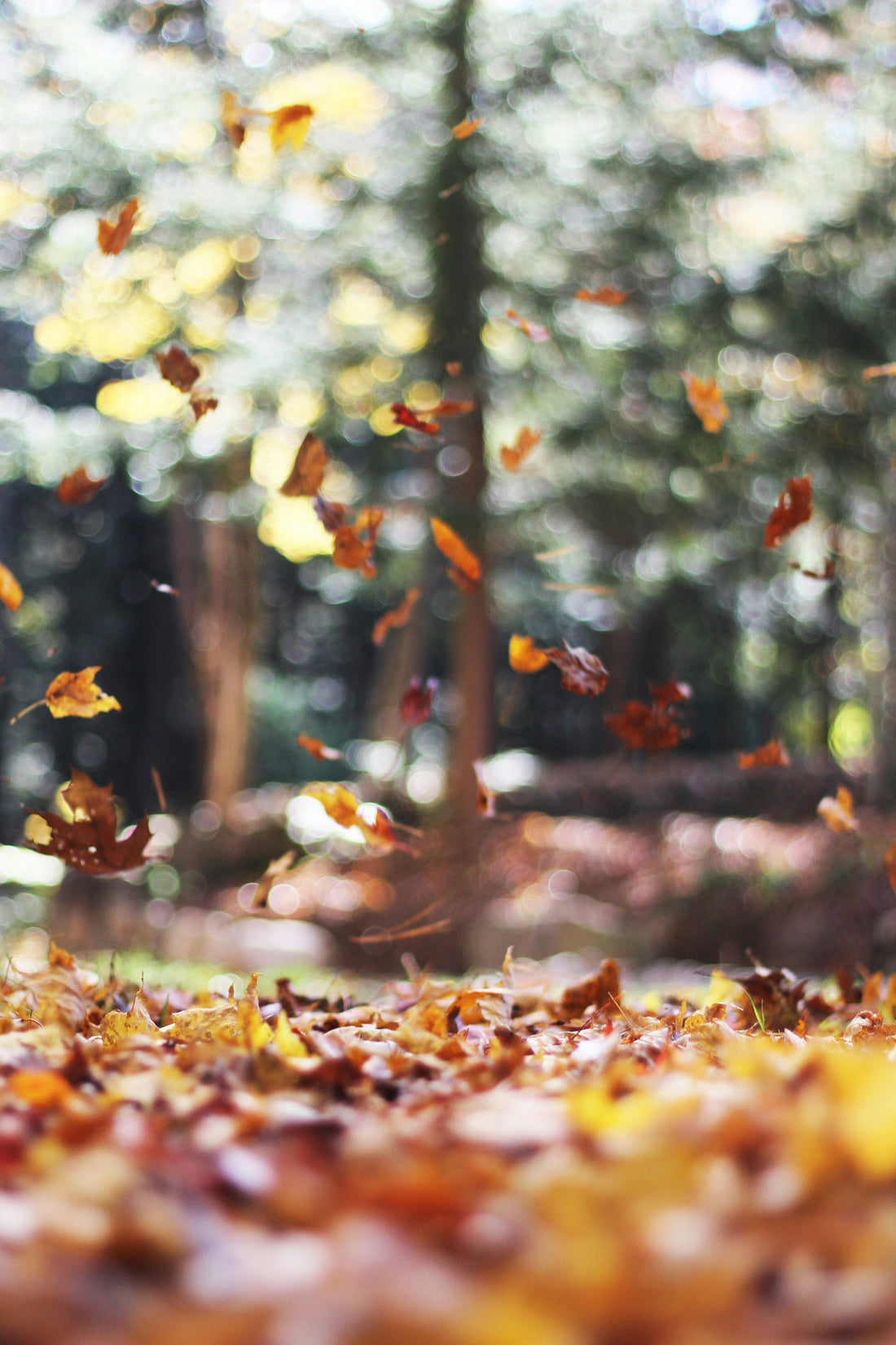 bosco autunnale con alberi che perdono le foglie con colori tipici autunnali: giallo, rosso, arancione e alla base degli alberi un tappeto di foglie cadute. Sospese nell'arie foglie che stanno cadendo.