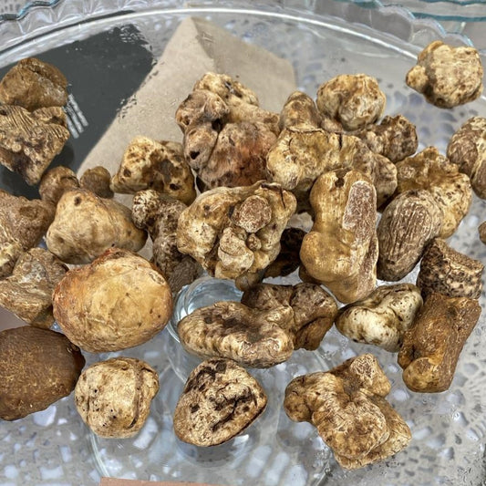White truffle (tuber magnatum pico)