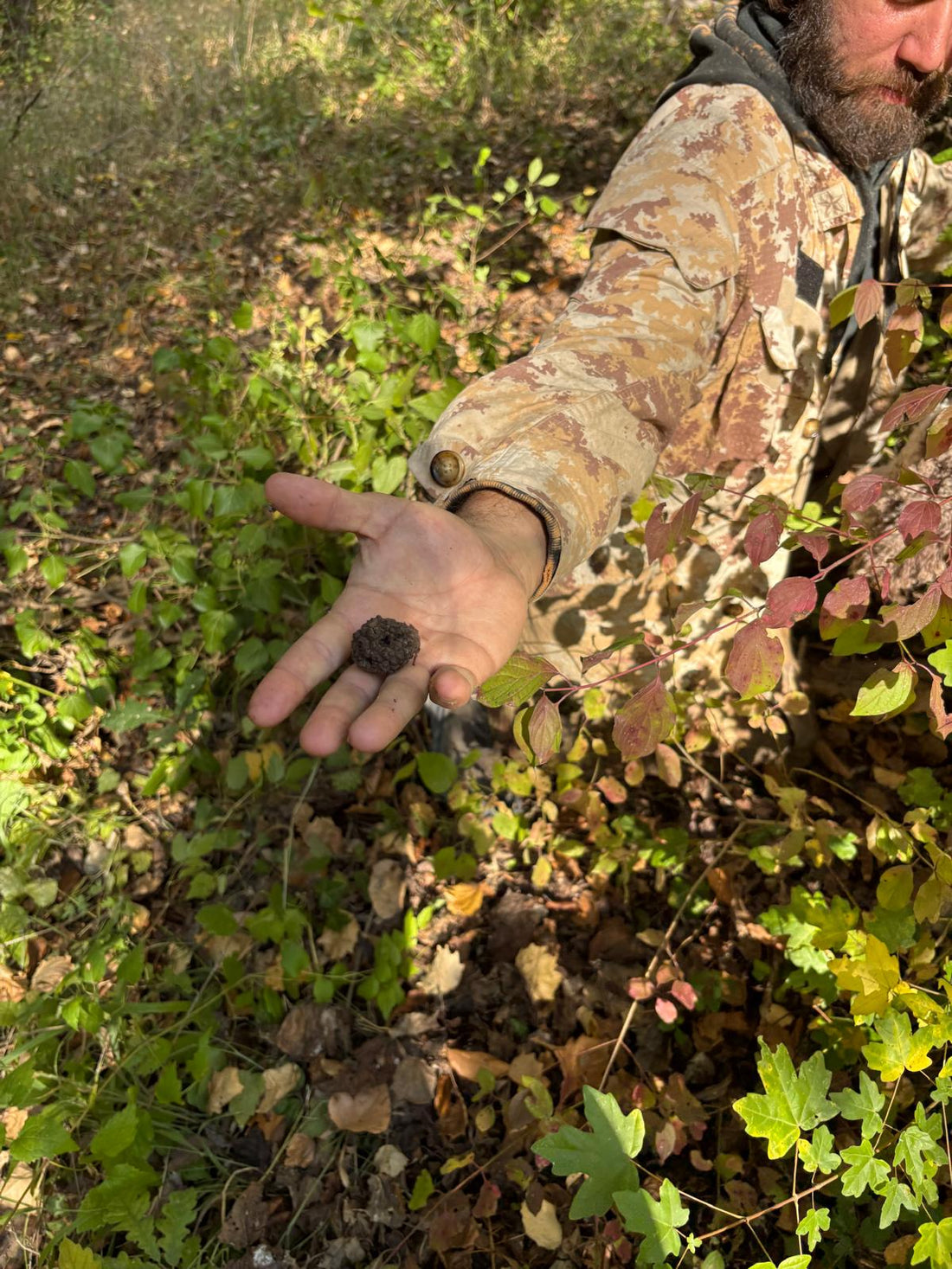 Il tartufaio con in mano un tartufo trovato durante la cerca del tartufo