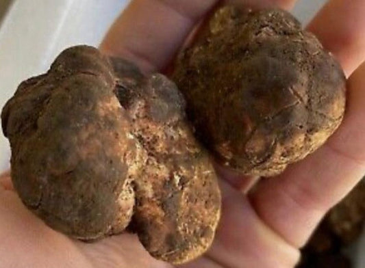 I segreti del tartufo: come riconoscere un prodotto di qualità🍄✨