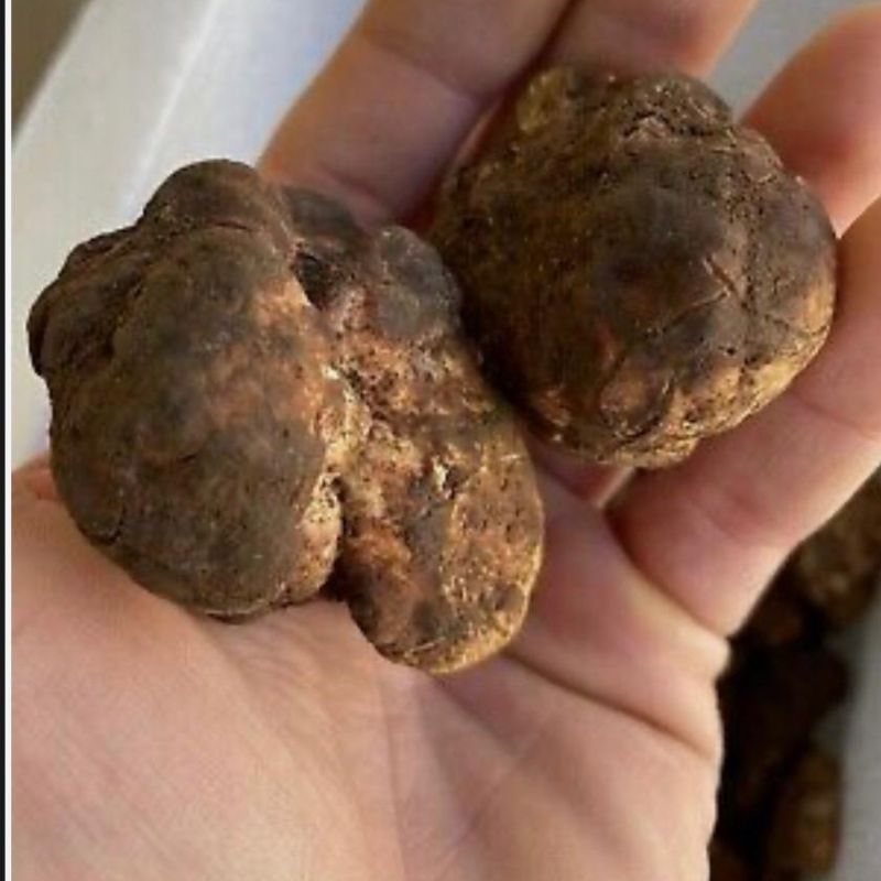 una mano aperta che mostra due palline di tartufo bianco con residui di terra