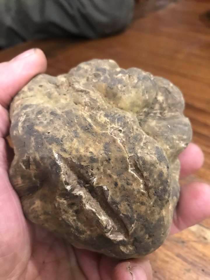 Funghi e tartufi