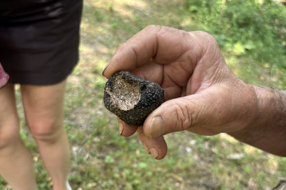 Ricerca del tartufo nel bosco